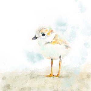 Piping Plover baby bird print, custom wall art