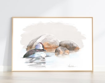 Bufflehead Duck print from original watercolour painting coastal decor