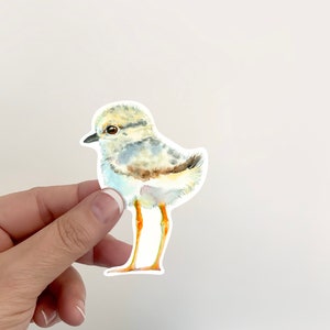 Piping Plover Chick Sticker | Nature sticker | Watercolour Shorebird