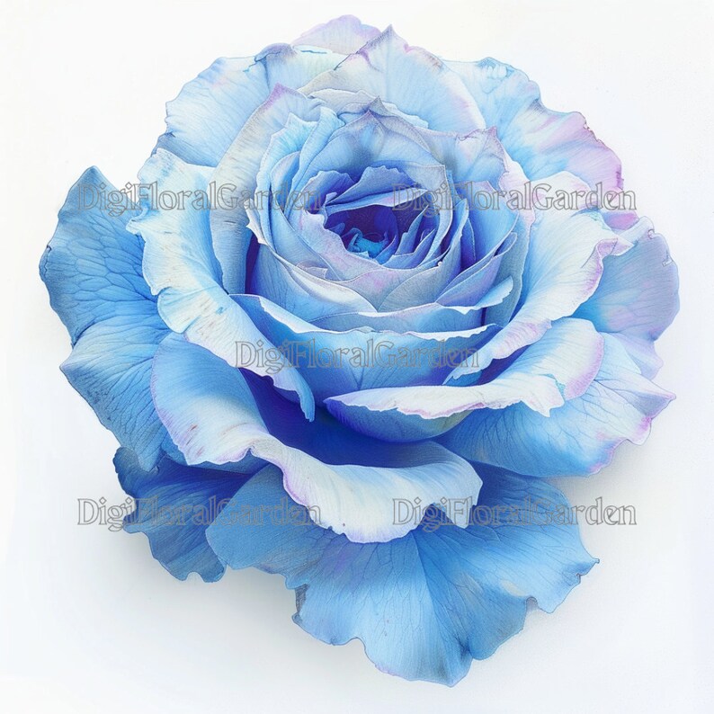 Dimens Roses BLUE ROSES PNG Images - 12 Different Blue Shades - Transparent and ...