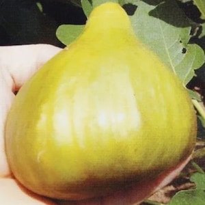 Può includere: Un fico grande, maturo e giallo con una leggera sfumatura verde. Il fico ha una buccia liscia, leggermente irregolare e viene tenuto in una mano.