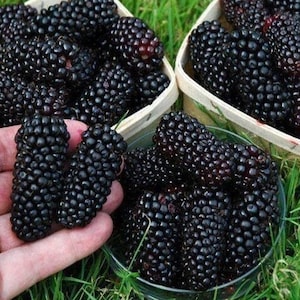 Könnte beinhalten: Nahaufnahme von frischen, reifen Brombeeren. Zwei Beeren werden in einer Hand gehalten, weitere in einer Glasschale und zwei kleinen Holzkörben. Die Beeren haben eine tiefe, dunkle violette Farbe, und der Hintergrund ist grünes Gras.