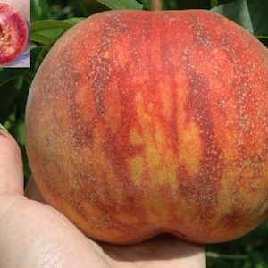 Riesige 400GRAMM -PEACH - CARDINALE - 5 frische Stecklinge zum Bewurzeln oder veredeln