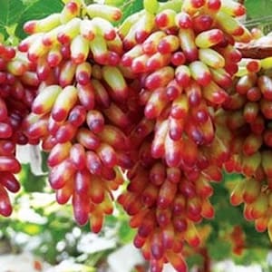 May include: A bunch of red and yellow grapes hanging from a vine. The grapes are long and thin, and they are arranged in clusters. The grapes are ripe and juicy, and they look delicious.
