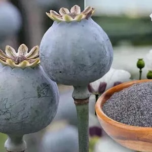 Può includere: Primo piano di due baccelli di semi di papavero grigi con una ciotola di semi di papavero sullo sfondo. I semi di papavero sono di colore grigio scuro.