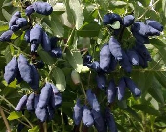 ashwagandha plants Ashwagandha (Withania somnifera) – Mother Earth News main image 1