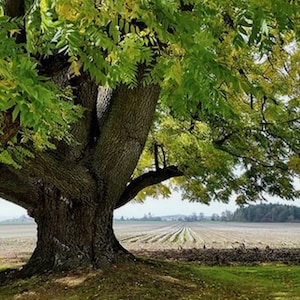 Puede incluir: Un árbol grande y viejo con un tronco grueso y ramas que se extienden sobre un campo. El árbol tiene hojas verdes y algunas hojas amarillas, lo que indica el cambio de estaciones. El campo es marrón y está vacío, con filas de plantas visibles en la distancia.