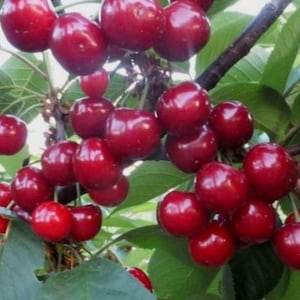 Xenia Cherry Hybrid: 3 verse stekken voor beworteling of enten