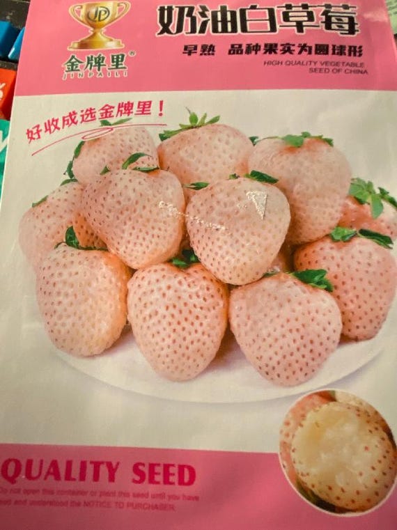 超希少ホワイトジャパンいちご - 2025年シーズン向け20粒 - Etsy 日本