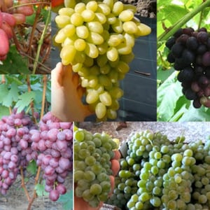 Può includere: Un collage di nove immagini che mostrano diverse varietà di uva. L'uva è mostrata in vari colori, tra cui rosso, verde e nero, e sono disposte in grappoli sulla vite.