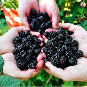 Extra fertile blackberries variety -10  fresh cuttings