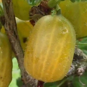 Gyllene fig - krusbärssort - jättelika gyllene söta frukter - 1 liten planta