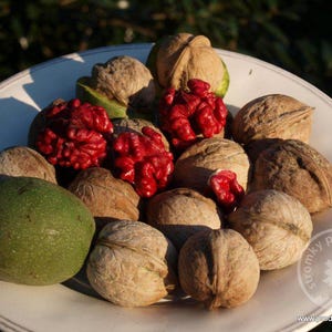 Biologisch-biologisch extra zeldzaam RODE WALNOOT - 10 walnoten