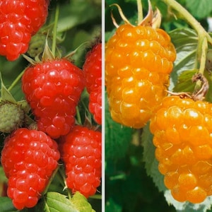 May include: Close-up of two types of raspberries. One is a traditional red raspberry, the other is a golden yellow raspberry.