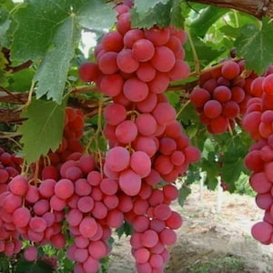 May include: A close-up of a bunch of red grapes hanging from a vine. The grapes are ripe and juicy, and they are growing in a vineyard.