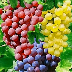 May include: Image of a selection of grapes in red, purple, and yellow bunches. The grapes are surrounded by green leaves. The image highlights the different colours and textures of the ripe fruit.