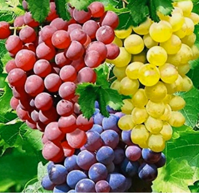For Cold Zones USA, Canada, EU - Mix of Best BIO Organic Grapes ...