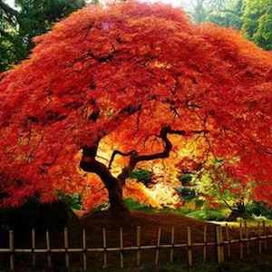 Japanese Red Acer- the Most Beautiful Tree for Garden - Etsy India