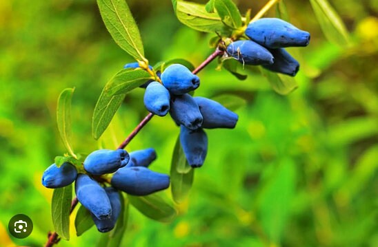 Geiblatt - Lonicera Kamtschatika - Blaubeere -5 Stecklinge zum Bewurzeln -  Etsy.de