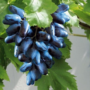 May include: A cluster of dark blue grapes with an elongated shape, hanging from a vine. The grapes have a deep indigo colour and a glossy sheen. Green leaves surround the grapes, providing a natural backdrop.