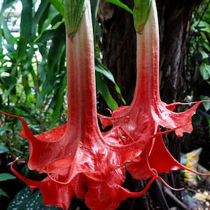 Best varieties- Angels trumpet-Brugmansia- RED+ORANGE- 2 plants inpot