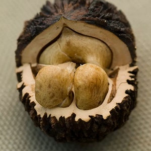May include: A halved black walnut shell with two light brown nutmeats inside.