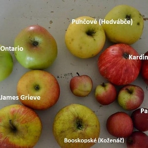 Mix van 5 beste OUDE GGO-vrije APPELEN - 15 verse stekjes om te enten