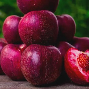 Nectarine SANGUINE DE SAVOY -5 frische Stecklinge zum Pfropfen oder Bewurzeln