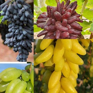 Unieke 4-kleurencollectie DRUIVEN: 4 stekken in totaal - klaar om te bewortelen