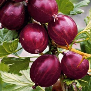 Könnte beinhalten: Nahaufnahme einer Traube reifer, dunkelroter Stachelbeeren an einem Zweig mit grünen Blättern. Die Stachelbeeren sind rund und prall, mit einem leicht durchscheinenden Aussehen. Das Bild hebt die natürliche Textur und Farbe der Frucht hervor.