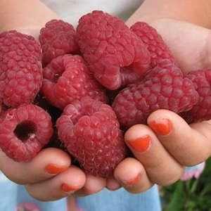 May include: A handful of fresh, ripe red raspberries. The raspberries are plump and juicy, and they are held in the palm of a hand.