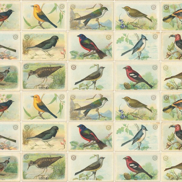 Extérieur en tissu avec oiseaux - un demi-mètre - Moda en tissu, cartes d'oiseaux en plein air, cartes postales vintage en coton pour volière, tissu de courtepointe Cathe Holden 7383 11