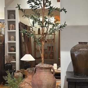 May include: A terracotta pot with two handles, holding a small olive tree with green leaves and dark olives. The pot is sitting on a wooden table in a room with a white wall and a wooden ladder in the background.