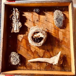 May include: A wooden box with a variety of natural items pinned to the inside. The items include a bird's nest, a pine cone, a piece of driftwood, and two pieces of honeycomb.