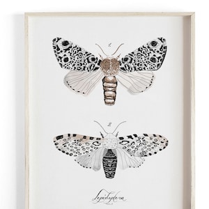Lepidoptera Vol.3 - Scientific illustration. Beautifully textured cotton canvas art print. Large scale art