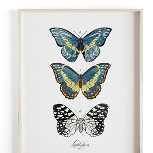 Lepidoptera - Butterfly Scientific Illustration. Beautifully textured cotton canvas art print.  Large scale art