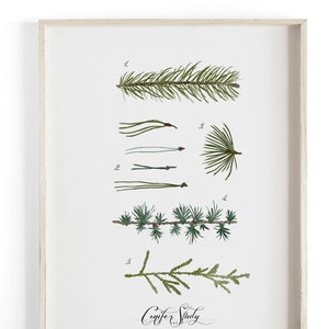 Conifer Study Vol.4 - Winter decor- Beautifully textured cotton canvas art print. Several sizes available