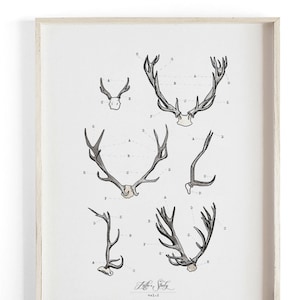 Antler Study Vol.2- Scientific illustration. Beautifully textured cotton canvas art print.  Large scale art