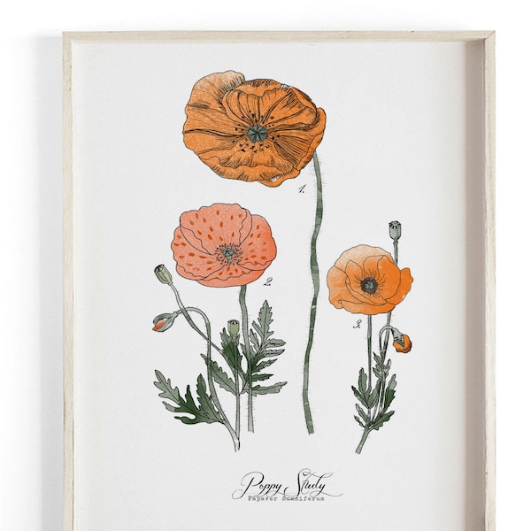 Poppy Study - Botanical Scientific Illustration. Beautifully textured cotton canvas art print.  Large scale art