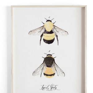 Insect Study Bee Botanic Collection Beautifully textured cotton canvas art print. Order as a 5x7 8x10 11x14 or 16x20 size. image 1