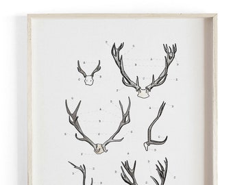 Antler Study Vol.2- Scientific illustration. Beautifully textured cotton canvas art print.  Large scale art