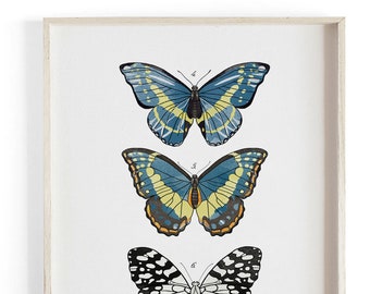 Lepidoptera - Schmetterling Wissenschaftliche Illustration. Wunderschön strukturierter Kunstdruck auf Leinwand. Großformatige Kunst