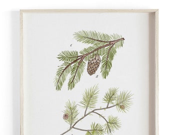 Conifer Study - Pine evergreen Scientific illustration.  Beautifully textured cotton canvas art print.  Large scale art