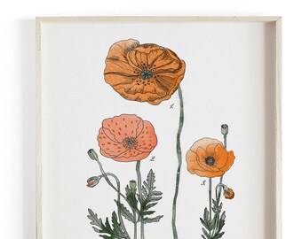 Poppy Study - Botanical Scientific Illustration. Beautifully textured cotton canvas art print.  Large scale art