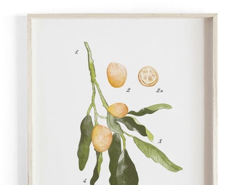 Kumquat vol.1 - Vakantiekunst - Prachtig getextureerde wetenschappelijke katoenen canvas kunstprint. Bestel als 5x7 8x10 11x14 of 16x20 formaat.