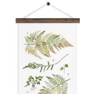 Fern Study Haven Collection / Watercolor botanical wall hanging, wood trim art. Scientific Canvas Posters Chart Vol.2 More Options HF105 image 1