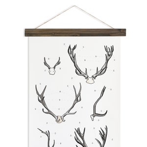 Antler Study large watercolor antler wall hanging, wood trim art printed on textured cotton canvas. Scientific Posters chart Vol.2 VP201 image 1