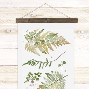 Fern Study Haven Collection / Watercolor botanical wall hanging, wood trim art. Scientific Canvas Posters Chart Vol.2 More Options HF105 image 5
