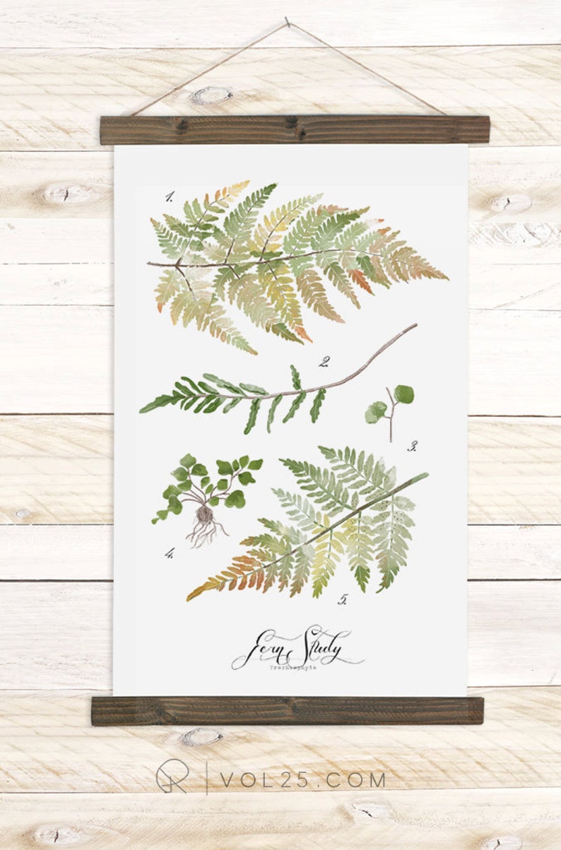 Fern Study Haven Collection / Watercolor botanical wall hanging, wood trim art. Scientific Canvas Posters Chart Vol.2 More Options HF105 image 5