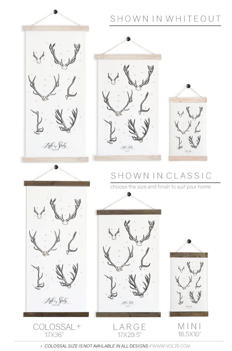 large watercolor antler wall hanging Antler Study wood trim art printed on textured cotton canvas Scientific Posters chart Vol.2 VP201